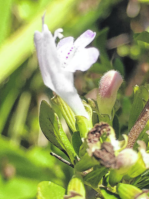
			
				                                A close-up photo of the Georgia Calamint, an endangered species.
 
			
		