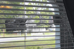 Police searching for suspects in apartment shooting