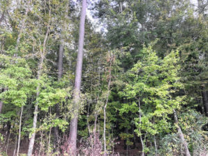 Anson timber industry weathers pandemic