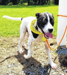 Shelter reduces euthanasia rates