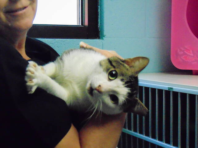 
			
				                                This playful, wacky cat, Breezy, is ready to be adopted!
                                 Hannah Barron | Anson Record

			
		