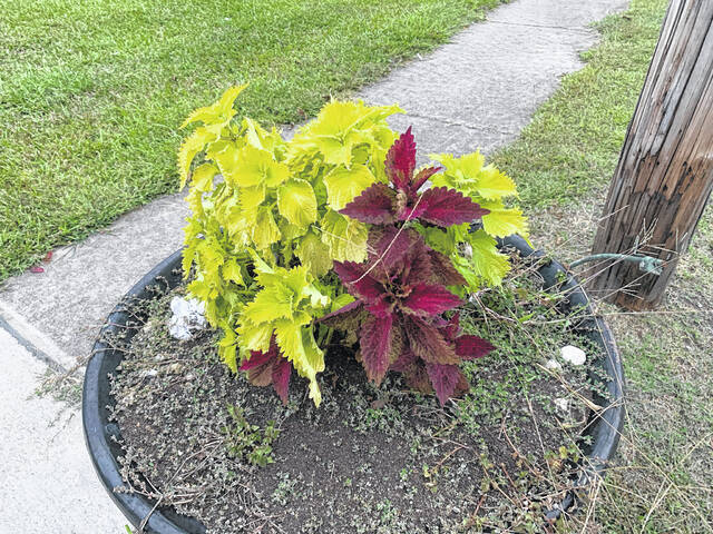 
			
				                                Here is a closer look at one of the adopted pots.
                                 Hannah Barron | Anson Record

			
		