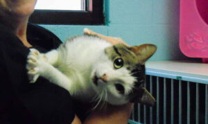 Animal Shelter offering free vaccinations for pets