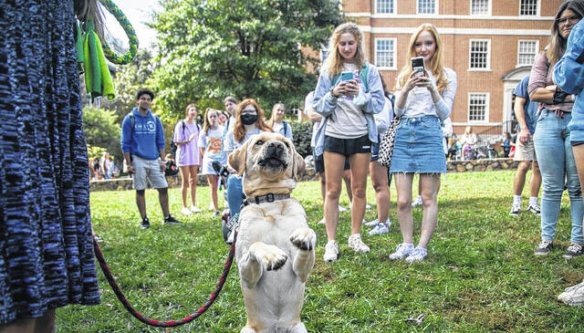 
			
				                                UNC-Chapel Hill students receive visits from local emotional support dogs following reported suicides on campus.
                                 Contributed photo

			
		