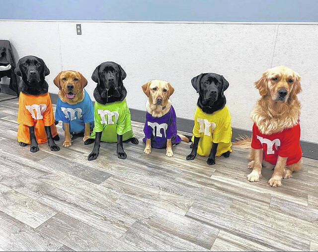 
			
				                                Nothing better than a pack of M&M’s, except when it’s a pack of guide dogs.
                                 Contributed photo

			
		