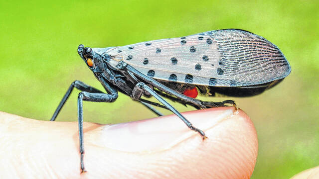 
			
				                                The spotted lanternfly is an invasive pest.
                                 Contributed photo

			
		