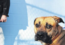 
			
				                                The animal shelter will host their March vaccination clinic.
                                 Hannah Barron | Anson Record

			
		