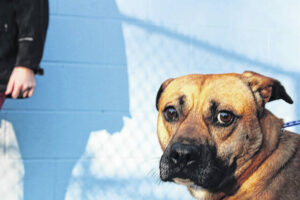 Animal Shelter partners with Petco Love to provide pet vaccines