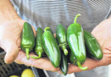 
			
				                                The celebration will celebrate NC’s small farmers.
                                 Gallery photo

			
		