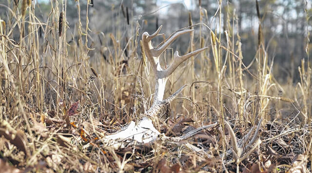 128421029_web1_WastingDisease
Chronic wasting disease is caused by abnormal prions that affects white-tailed deer and other cervids.