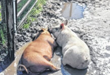 
			
				                                Pigs, which are unable to sweat to stay cool, need to wallow in mud to beat the heat.
                                 Photo courtesy of Anthony Growe

			
		