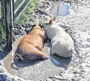 Caring for your livestock in severe heat