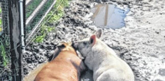 
			
				                                Pigs, which are unable to sweat to stay cool, need to wallow in mud to beat the heat.
                                 Photo courtesy of Anthony Growe

			
		