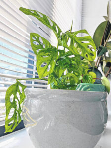 Winter considerations for house plants