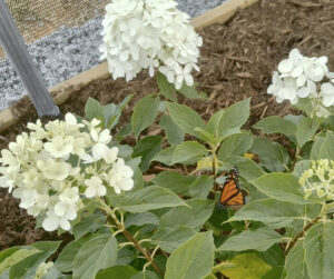 Whimsical Wings Butterfly Farm: Where imagination and learning take flight