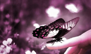 Forget the flowers, May is all about Lupus awareness