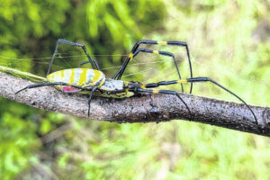 Eek! Joro spiders in North Carolina