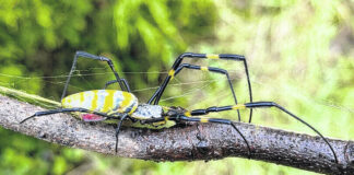 
			
				                                In their native Japan, Joro spiders colonize most of the country. Japan has a very similar climate to the U.S. and is approximately the same latitude.
                                 file photo

			
		