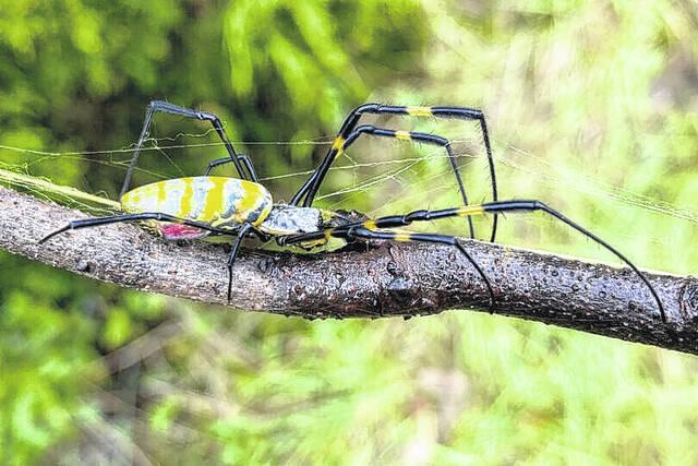 131815468_web1_Spider1-2048x1366-1-810x540
In their native Japan, Joro spiders colonize most of the country. Japan has a very similar climate to the U.S. and is approximately the same latitude.
file photo