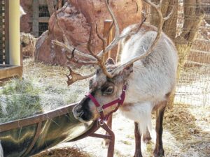 Dear Santa Claus …