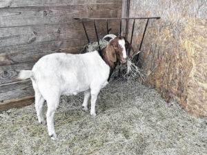 Never too early for managing internal parasites