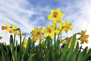 Spring’s arrival brings seasonal changes and scientific significance