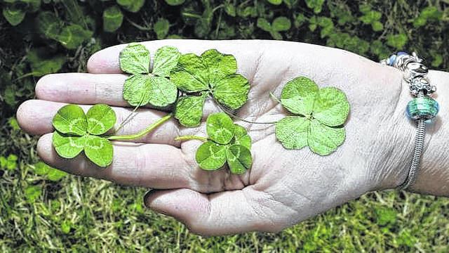 Four-leafed clovers.
                                 Courtesy photo