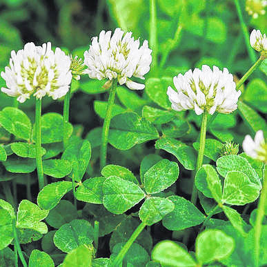 Clover or shamrock?
                                 Courtesy photo