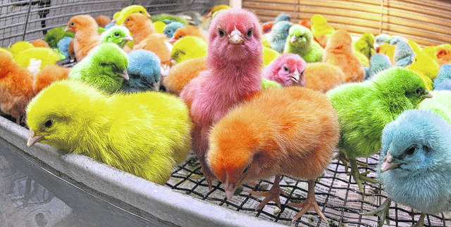 Remember, fuzzy Easter chicks grow up. Fast.
                                 Courtesy photo