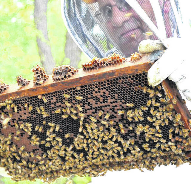 North Carolina has about 15,000 beekeepers, the most beekeepers per capita of any state.
                                 File photo
