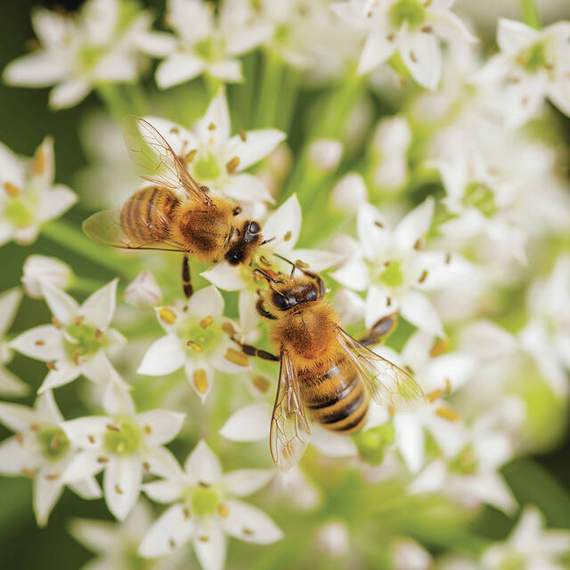 There are all kinds of bees buzzing around out there: according to the NC Wildlife Federation, there are more than 500 species of bees native to North Carolina.
                                 File photo